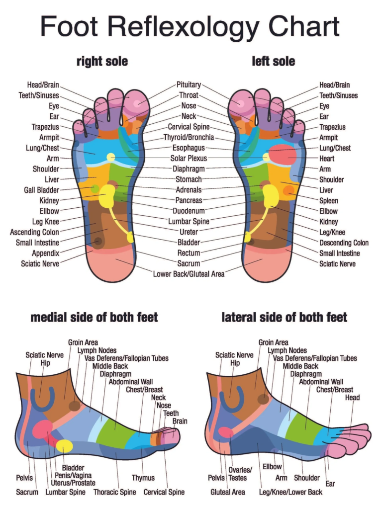 Foot